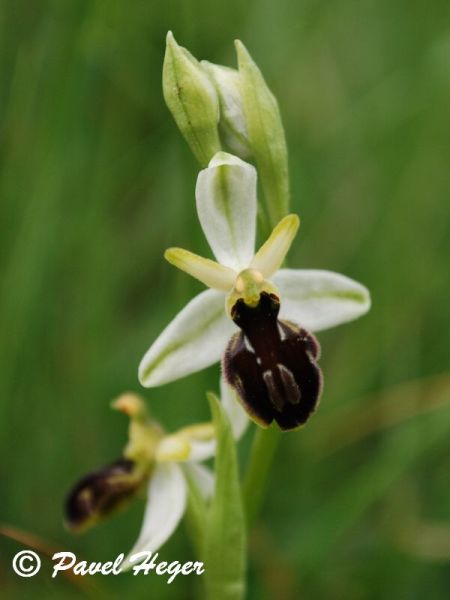 Ophrys x arachnitiformis